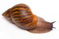 Achatina achatina (GB) adult, 13cm